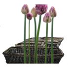 Cos servire polyrattan 53x32.5cm