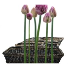 Cos servire polyrattan 53x32.5cm