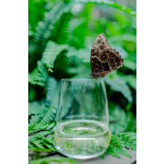 Pahar tumbler vin alb 447ml Stolzle linia Cocoon